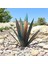 Tequila Rustic Agave Bitkisi El Boyalı Metal Agave Bahçe Dekoru (Yurt Dışından) 2