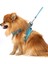 Luxury Köpek Göğüs Tasması Seti Kayış Yanında Gönderilir Köpek Gezdirme Tasması Köpek Tasması 1 Adet 2