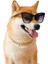 Luxury Kedi Köpek Gold Zincir Kolye S 35CM 2107ZKEYE 1 Adet 2