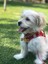 Luxury Hediyelik Köpekler Için Isimlik 1 Adet 1