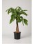 Pachira Aquatica 40-60 Cm. Örgülü Gövdeli Para Ağacı Çiçeği 1