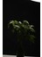 Pachira Aquatica 40-60 Cm. Örgülü Gövdeli Para Ağacı Çiçeği 2