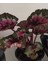 Canlı Yapraklı Rex Begonia- Begonya 1