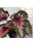 Canlı Yapraklı Rex Begonia- Begonya 2