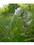 Üçgül Tohumu 1 Kg- Süs Yoncası ( Trifolium Repens ) Orijinal Ambalaj 3