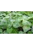 Üçgül Tohumu 1 Kg- Süs Yoncası ( Trifolium Repens ) Orijinal Ambalaj 4