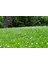 Üçgül Tohumu 1 Kg- Süs Yoncası ( Trifolium Repens ) Orijinal Ambalaj 5