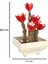 JK2710 Blok Sukulent Çiçekler 9 cm 120 Parça 2