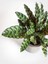 Calathea Lancifolia (Dua Çiçeği) Özel Tür Dua Çiçeği Ev Işyeri Salon Bitkisi 1