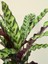 Calathea Lancifolia (Dua Çiçeği) Özel Tür Dua Çiçeği Ev Işyeri Salon Bitkisi 2