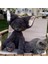 40 cm Süper Sevimli Devon Kıvırcık Kedi Kara Kedi Bebek Peluş Oyuncak (Yurt Dışından) 5