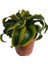 Dracaena Tornado 12 Lik Saksıda 2
