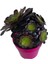 Aeonium Velour 15 cm Lik Saksıda 1