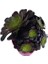 Aeonium Velour 15 cm Lik Saksıda 2