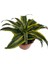 Dracaena Fragrans Lemon Lıme 2
