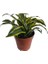 Dracaena Fragrans Lemon Lıme 3