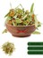 Doğal Ihlamur Çayı linden Tea 50 gr 1