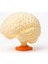 Brain Lamp – Gerçek Ölçekli Beyin Şeklinde Masa Lambası 1