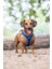 Beeztees Köpek Göğüs Tasması, Neopren, Mavi, S, 38-44CM 5