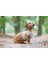 Beeztees Köpek Göğüs Tasması, Neopren, Gri, Xs, 30-35CM 5