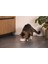 Beeztees Dbl Kedi Mama Su Kabı, Bambu, Bej 12CM, 250ML 4