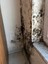 Küf Duvar, tavan Banyo, Duşakabin Leke Giderici 750ML 3 Adet 2