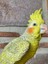 Papağan Ananaslı 1