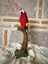 Papağan Macaw 2
