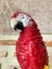 Papağan Macaw 3