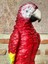 Papağan Macaw 4