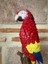Papağan Macaw 5