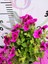 Mor Alacalı Ceylangözü Sardunya (Pelargonium Domesticum) - Renkli Süs Bitkisi 2