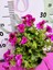 Mor Alacalı Ceylangözü Sardunya (Pelargonium Domesticum) - Renkli Süs Bitkisi 3