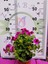 Mor Alacalı Ceylangözü Sardunya (Pelargonium Domesticum) - Renkli Süs Bitkisi 4
