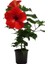 Saksılı 2’li Çiçek Seti – Kırmızı Japon Gülü & Filbahri (30-50CM Boy Aralığı) 4