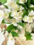 Filbahri (Lagerstroemia Indica) – Saksılı Bol Çiçekli Bahçeye Uygun (30-50CM) 3