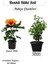Turuncu Renk Japn Gülü Çiçeği+ Yoğun Kokulu Filbahri (Philadelphus) 1