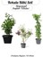 Kokulu Bahçe Çiçekleri Hanımeli + Filbahri (Philadelphus)+ Kokulu Leylak Çiçeği 1