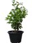 Kokulu Bahçe Çiçekleri Hanımeli + Filbahri (Philadelphus)+ Kokulu Leylak Çiçeği 2