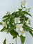 Kokulu Bahçe Çiçekleri Hanımeli + Filbahri (Philadelphus)+ Kokulu Leylak Çiçeği 3