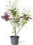 Kokulu Bahçe Çiçekleri Hanımeli + Filbahri (Philadelphus)+ Kokulu Leylak Çiçeği 4