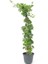 Kokulu Bahçe Çiçekleri Hanımeli + Filbahri (Philadelphus)+ Kokulu Leylak Çiçeği 5