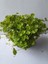 Dichondra Repens Soğuğa Dayanıklı Fare Kulağı Bitkisi Saksılı 10-15CM 2