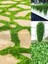 Dichondra Repens Soğuğa Dayanıklı Fare Kulağı Bitkisi Saksılı 10-15CM 3