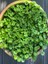 Dichondra Repens- Fare Kulağı Çiçeği 1 Adet Saksılı Bahçe-Balkon Çiçeği 2