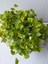 Dichondra Repens- Fare Kulağı Çiçeği 1 Adet Saksılı Bahçe-Balkon Çiçeği 3