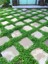 Dichondra Repens- Fare Kulağı Çiçeği 1 Adet Saksılı Bahçe-Balkon Çiçeği 4
