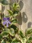 Vinca Major Variegata Mor Renk Cezayir Menekşesi 20-40CM Saksılı 1