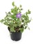 Vinca Major Variegata Mor Renk Cezayir Menekşesi 20-40CM Saksılı 2