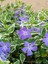 Saksılı Alacalı Vinca Cezayir Menekşesi (20–40 Cm) Peyzaj ve Sınır Bitkisi Için Ideal 1